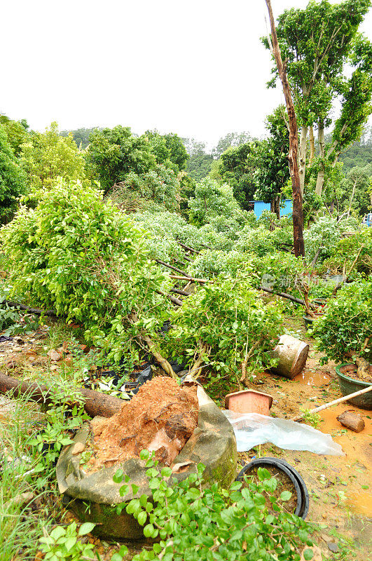 台风过后树木被毁