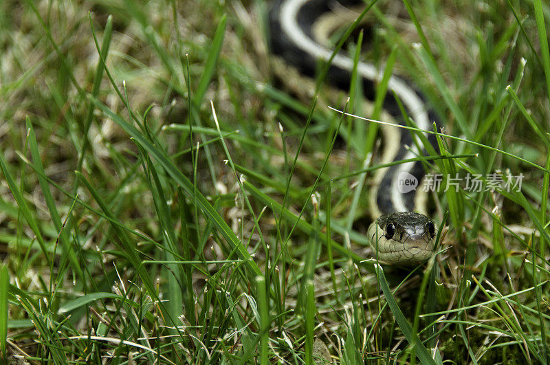 草丛中的蛇