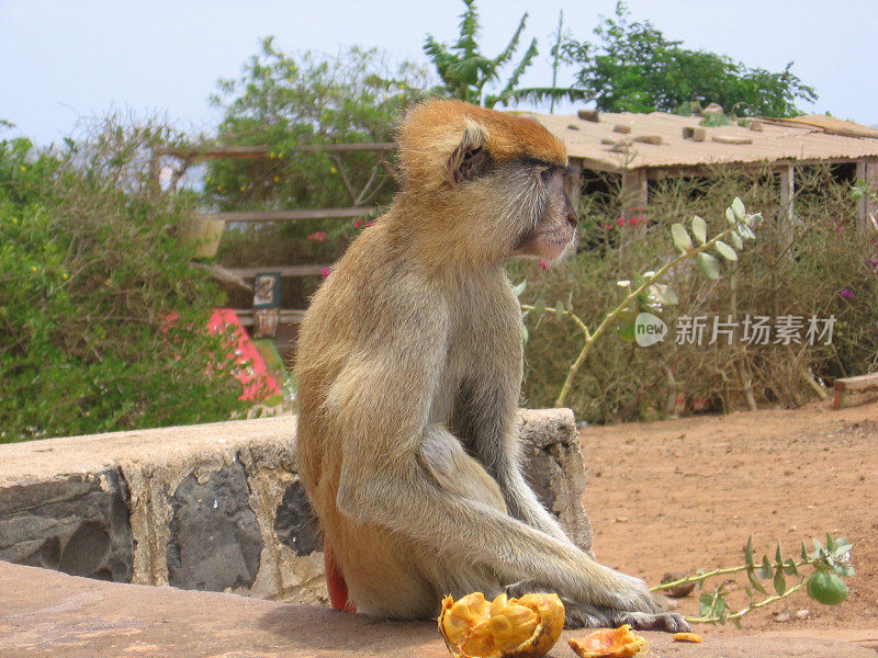 非洲猴子