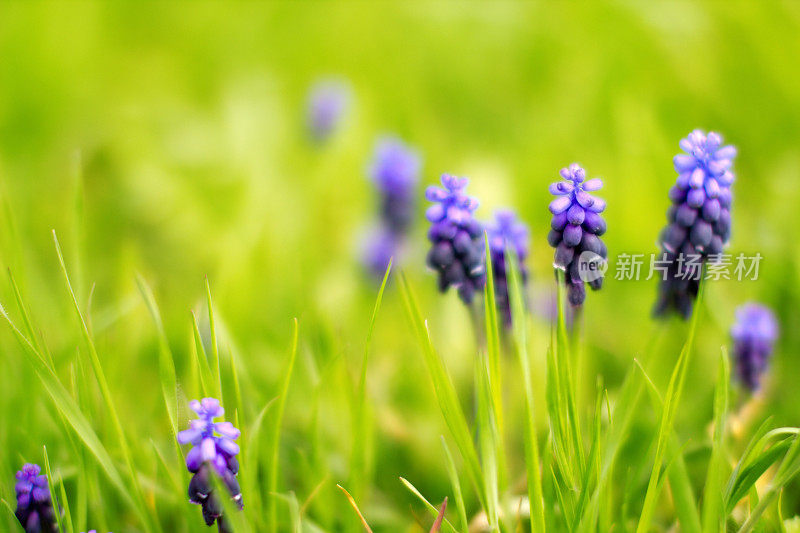 Grape-Hyacinth。