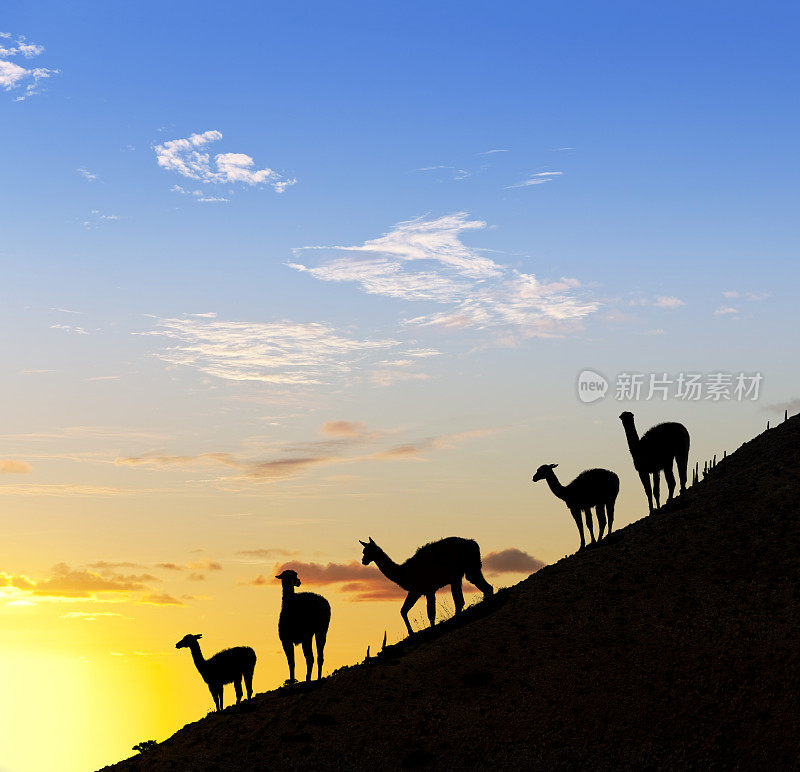 南美洲日落时的驼羊驼