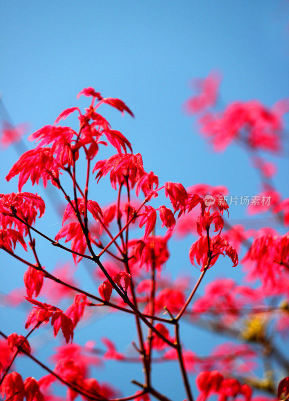 一个日本枫树盆景树叶子的特写图像