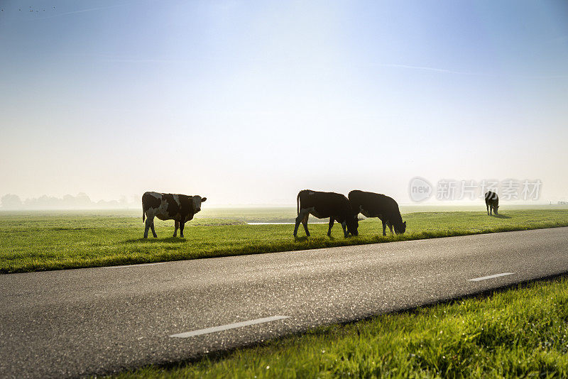 有雾的早晨，四头牛在绿色的草地上