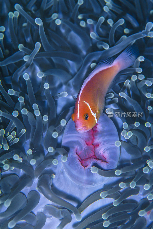 粉红Anemonefish