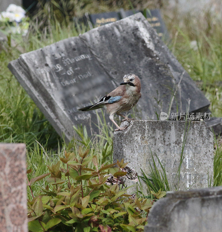 欧洲松鸦在墓碑瞭望台上觅食