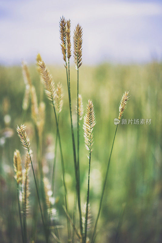 在夏季阳光下野生的柳条草