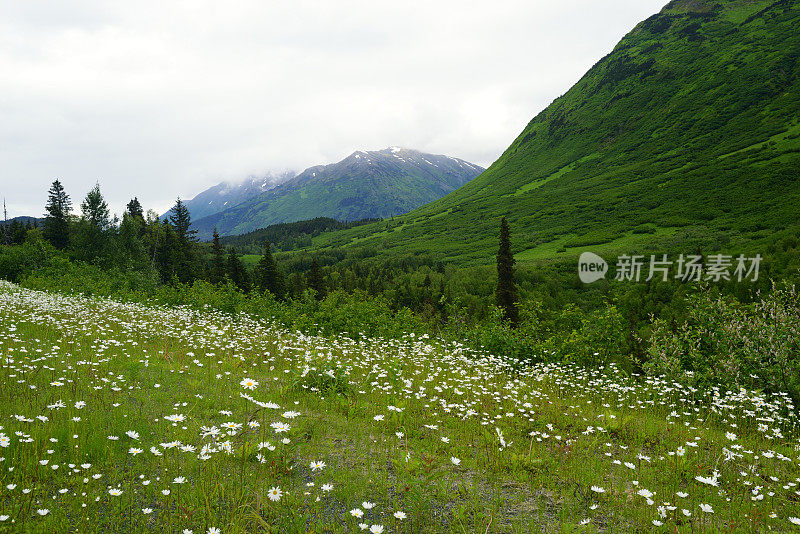 阿拉斯加山坡上盛开的雏菊