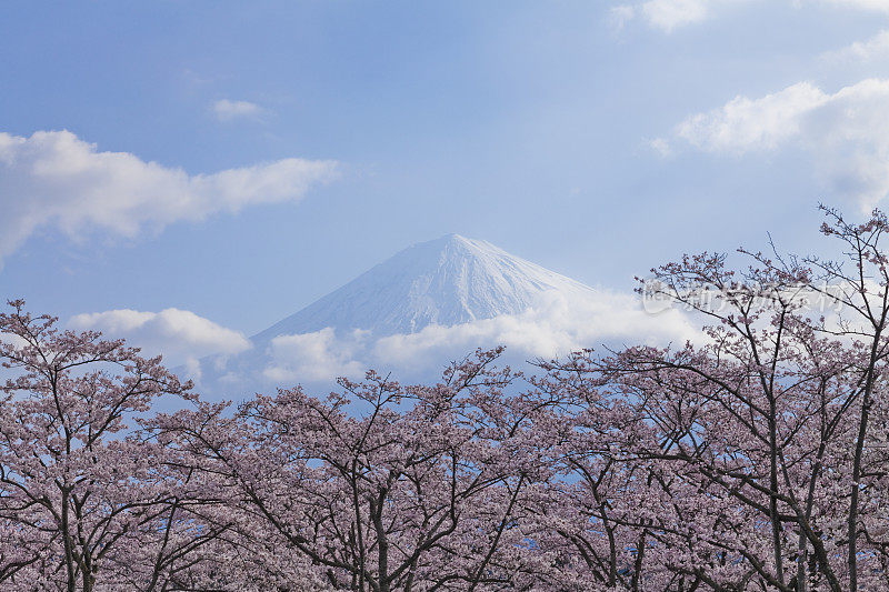 富士山樱花树