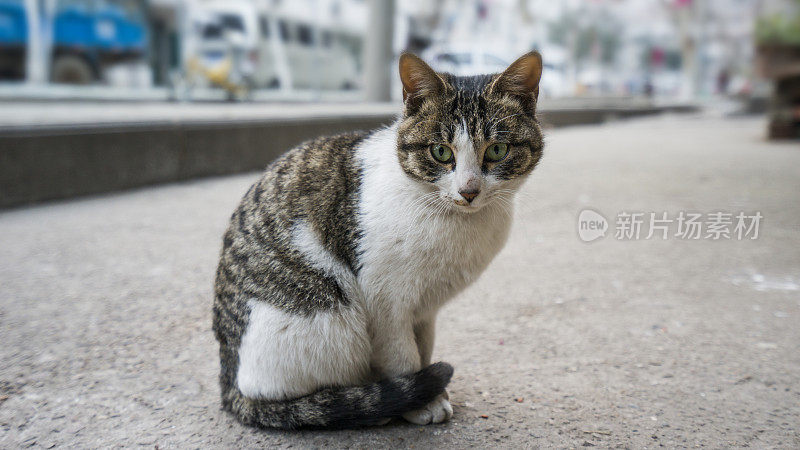 肮脏的无家可归的猫