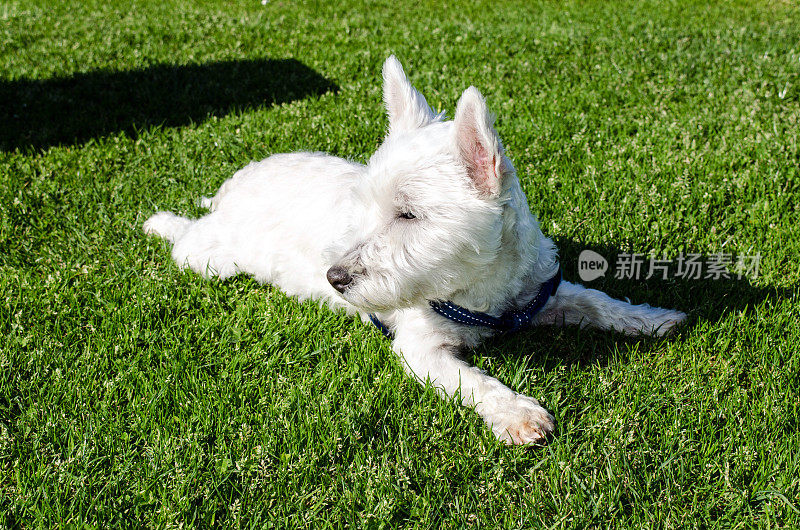 Westie狗在草地上