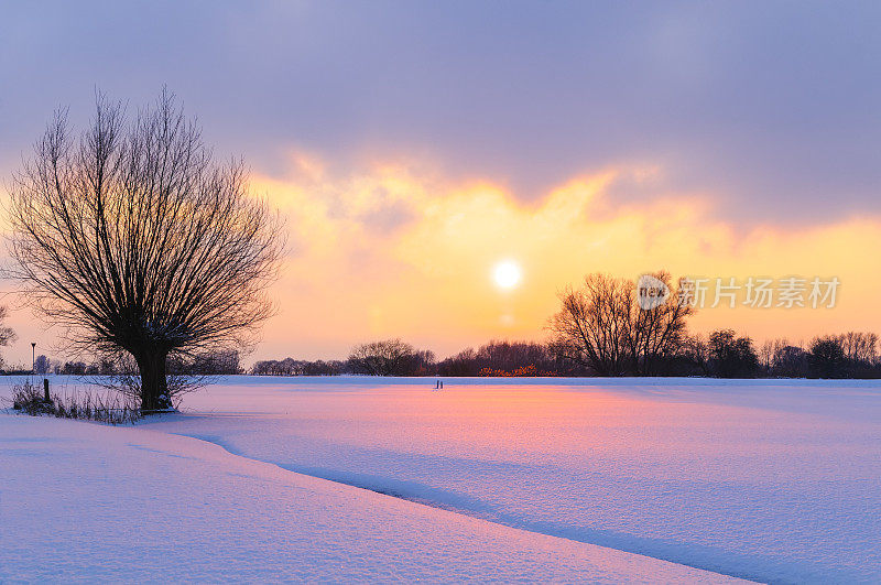 柳树在白雪覆盖的冬天风景