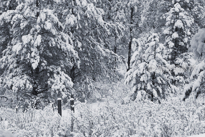 科罗拉多州派克国家森林四月的暴风雪