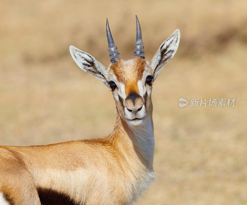 汤姆逊的Gazelle，坦桑尼亚，非洲