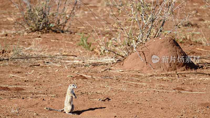 南非白蚁堆前的非洲地松鼠