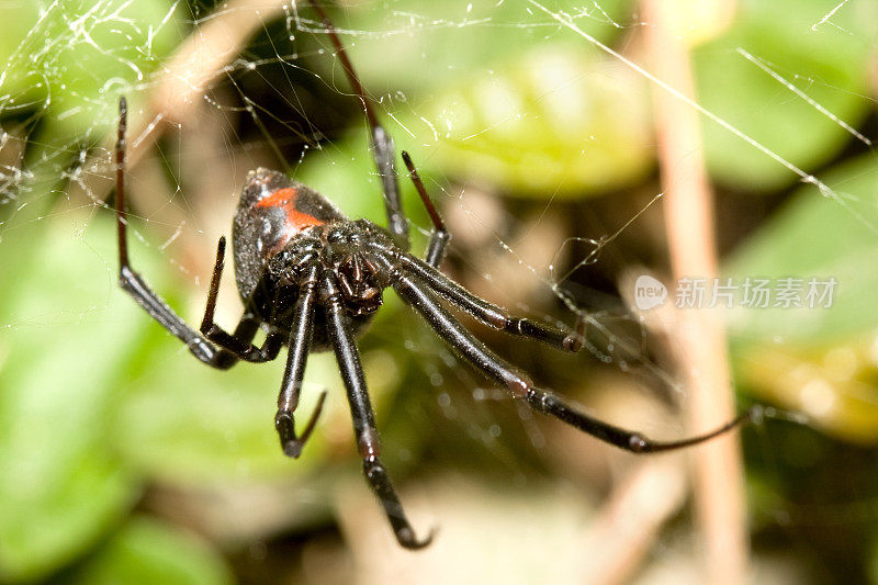 网上有尖牙的黑寡妇蜘蛛