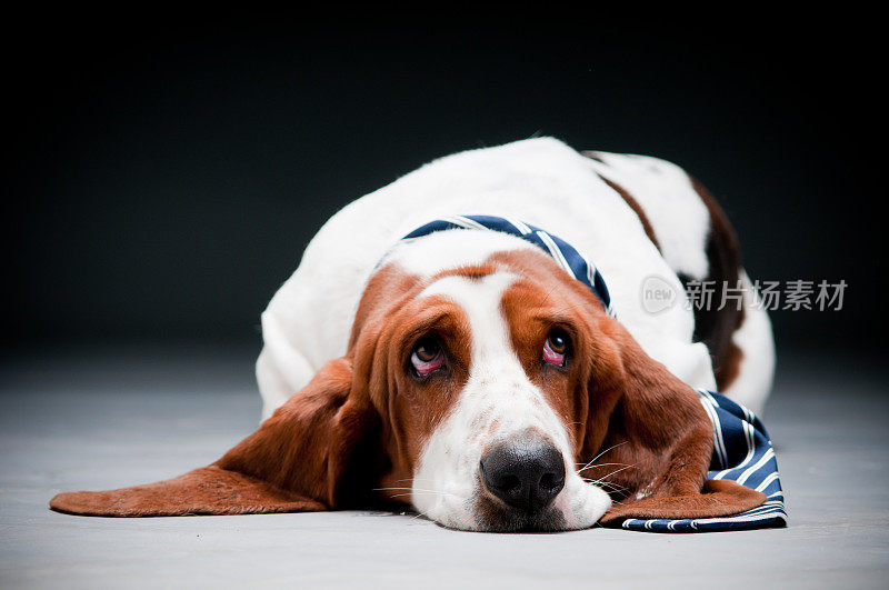 戴着条纹领带的短腿猎犬