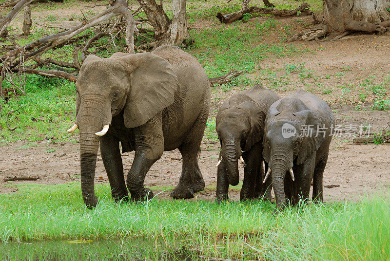 非洲博特瓦纳丘比国家公园的三只大象