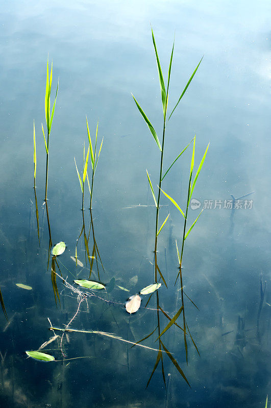 池塘里的芦苇
