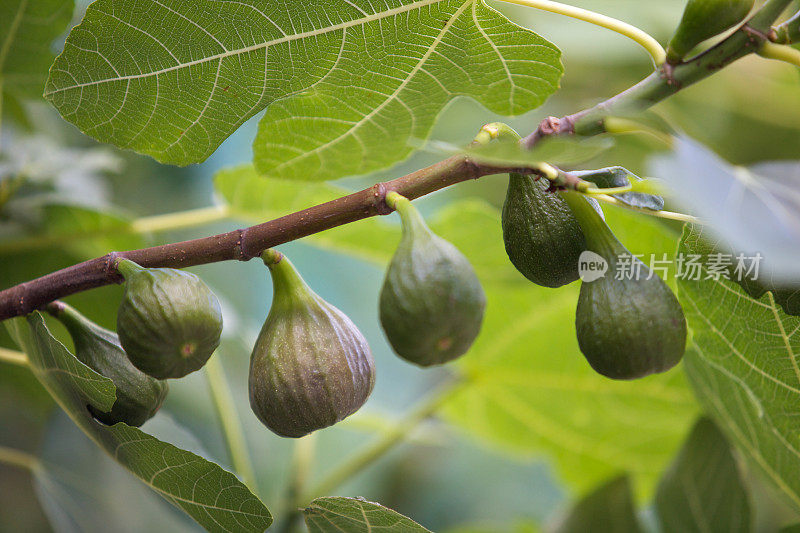 无花果树上成熟的无花果