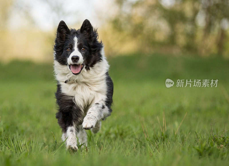 快乐的狗，边境牧羊犬，奔跑和乐趣。