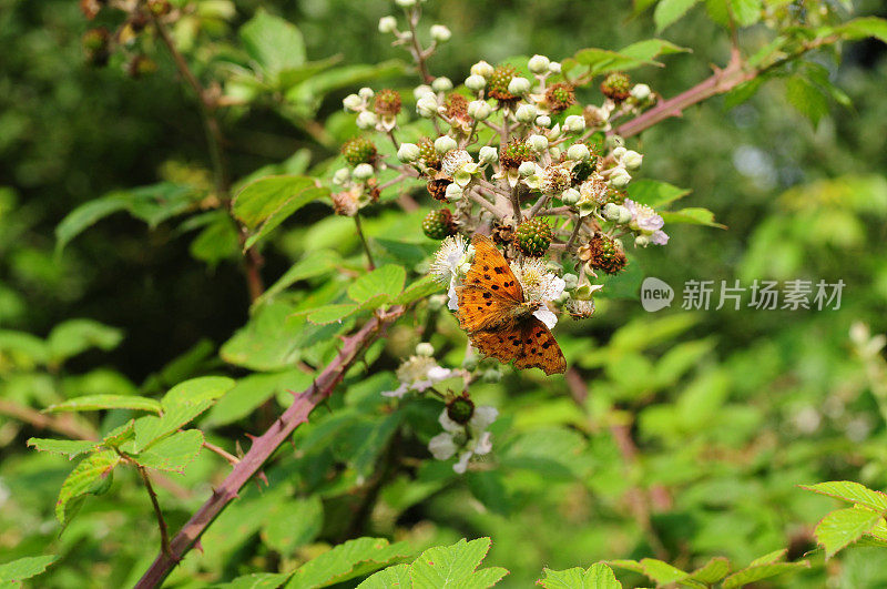 逗号蝴蝶,英国