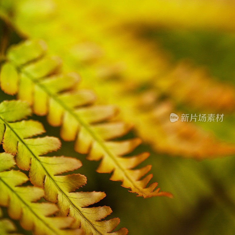 丰富多彩的变化的蕨类植物