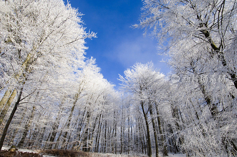 丹麦Liselund公园冬天的树木被白霜覆盖