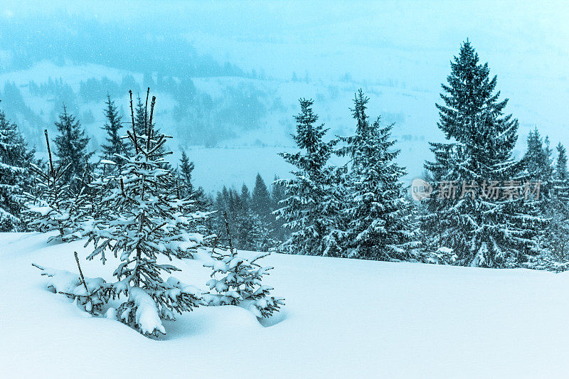 美丽的冬季景观和白雪覆盖的树木