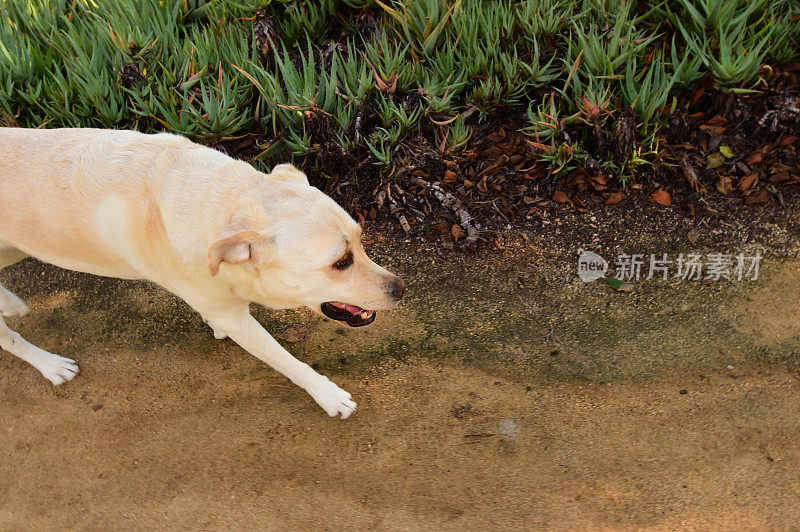 拉布拉多寻回犬