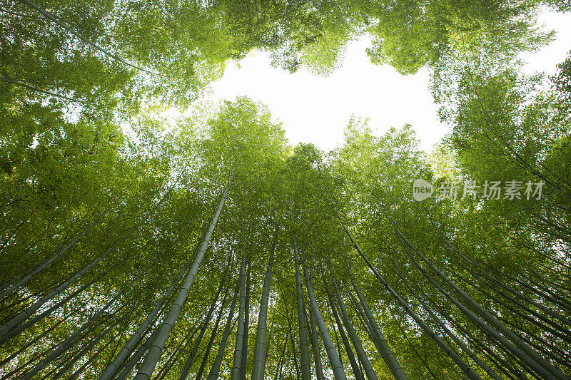 日本京都佐野岚山竹沟森林