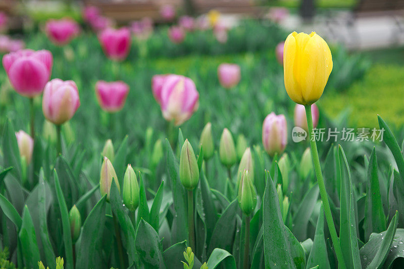 土耳其伊斯坦布尔花园里的郁金香花