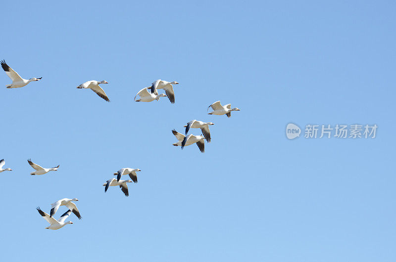 雪雁编队飞行，迁徙