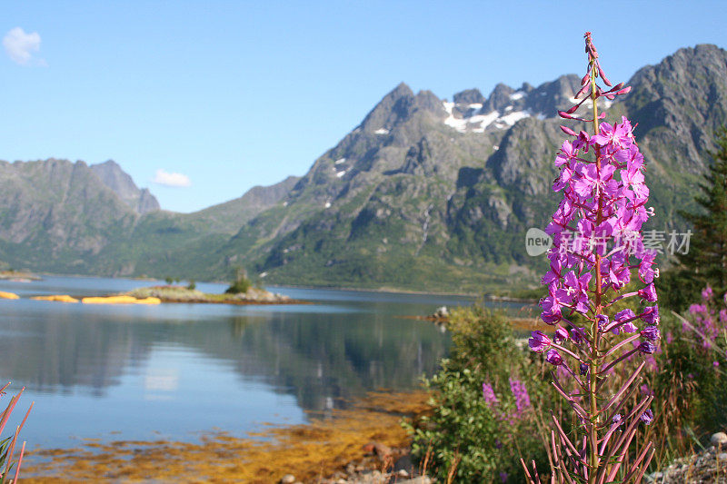 杂草和挪威峡湾