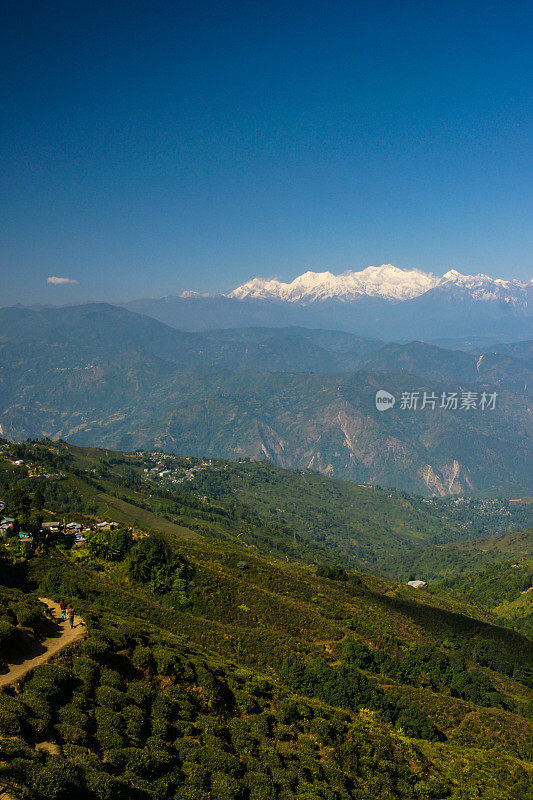 以喜马拉雅山为背景的大吉岭茶园