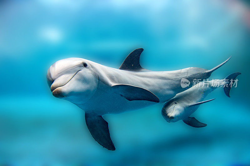 海豚妈妈和幼崽在水下看着你