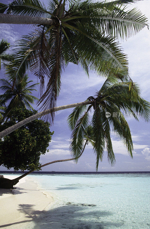 马尔代夫,北发作?环礁,椰子树。