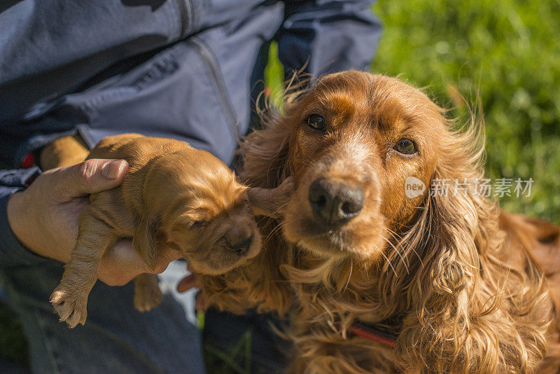 新生的幼犬