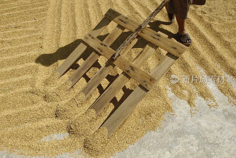 将新鲜收获的大米切碎放在泰国的地上