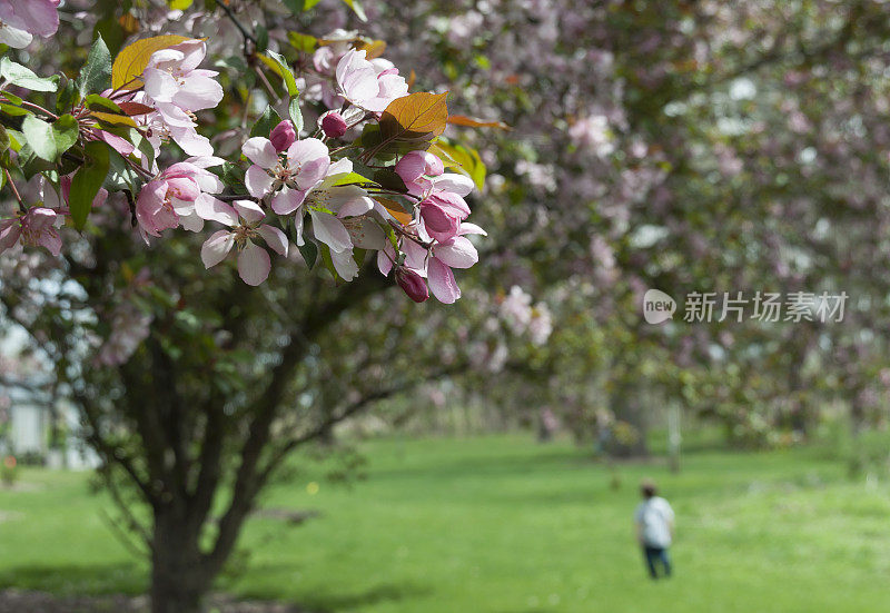 樱花与年轻的孩子在背景