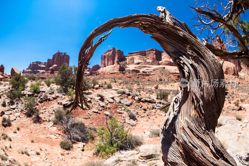 扭曲死树在沙漠沙质景观