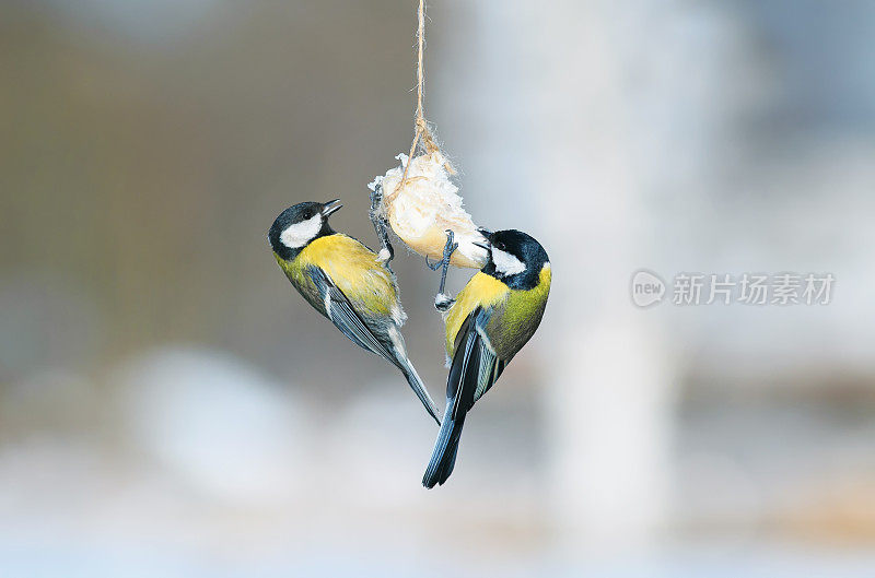 两只有趣的小鸟坐在冬天花园的喂鸟器上吃培根