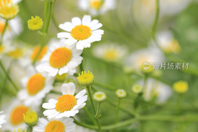 除虫菊花白色黄色春天