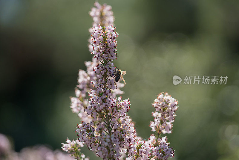 蜜蜂在田野里收集有香味的薰衣草花