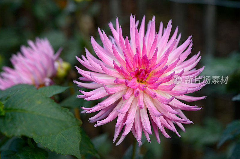 Centaurea-chrysanthemum花