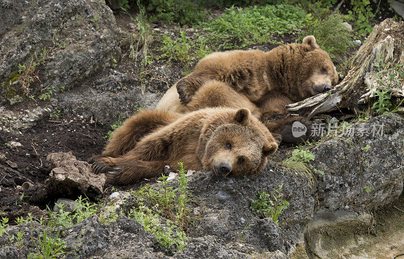 棕熊,睡觉