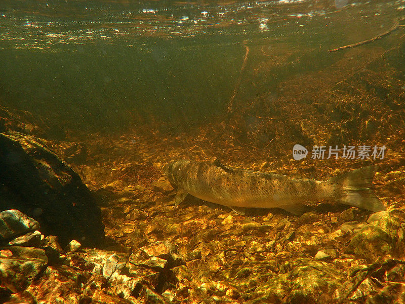 野生大西洋鲑鱼