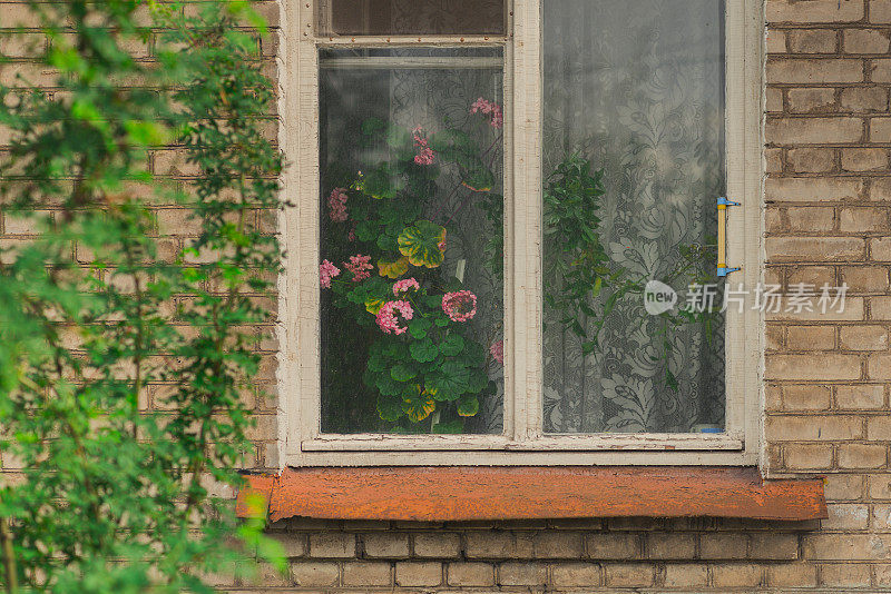 俄罗斯硅酸盐砖房的窗户，盛开的天竺葵