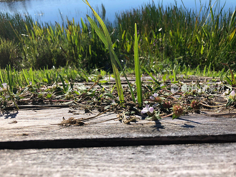 沼泽中的草和木板