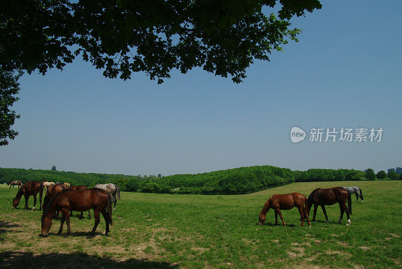 夏日草地上的马