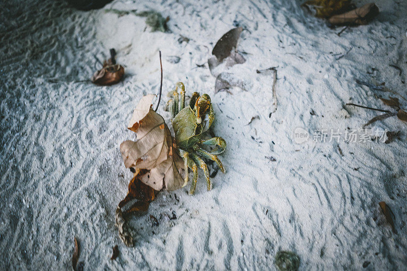 海洋中的螃蟹，马尔代夫